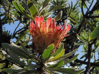 PROTEA DRACOMONTANA